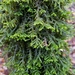 Porella platyphylla - Photo (c) Suzanne Cadwell,  זכויות יוצרים חלקיות (CC BY-NC), uploaded by Suzanne Cadwell