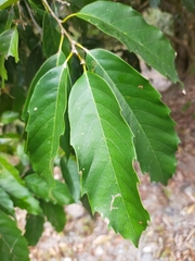 Castanopsis formosana
