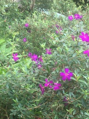 Pleroma semidecandrum