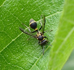 Ropalidia timida