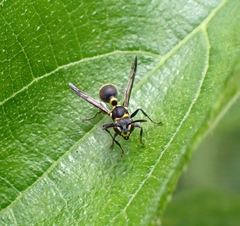 Ropalidia timida