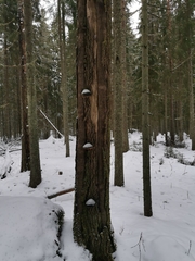 Phellinus populicola