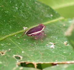 Pseudophyllodromia laticeps