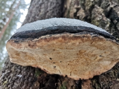 Phellinus populicola
