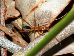 Leptomyrmex nigriventris