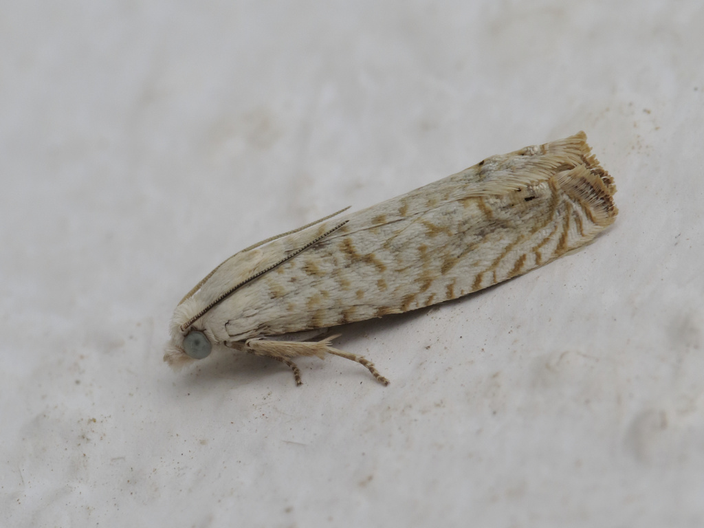 Eucosma albuneana