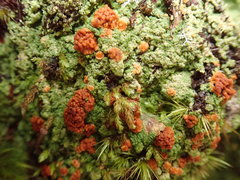 Trapeliopsis congregans