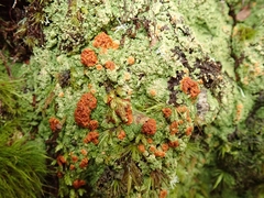 Trapeliopsis congregans