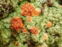 Trapeliopsis congregans