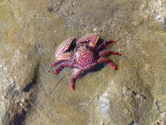 Petrolisthes desmarestii