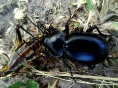 Carabina