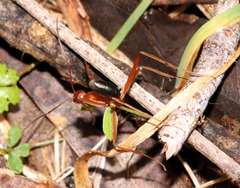 Leptomyrmex nigriventris