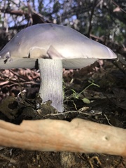 Fungi