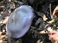 Fungi