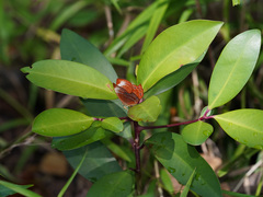 Abisara saturata kausambioides