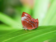 Abisara saturata kausambioides