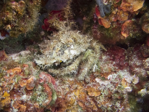 Lesser Spider Crab