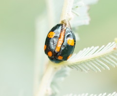Peltoschema tetraspilotum