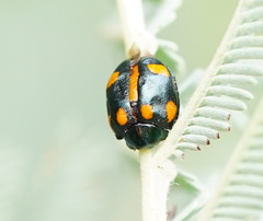 Peltoschema tetraspilotum