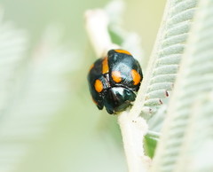 Peltoschema tetraspilotum
