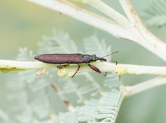 Rhinotia phoenicoptera