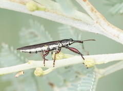 Rhinotia phoenicoptera