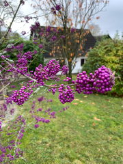 Callicarpa bodinieri