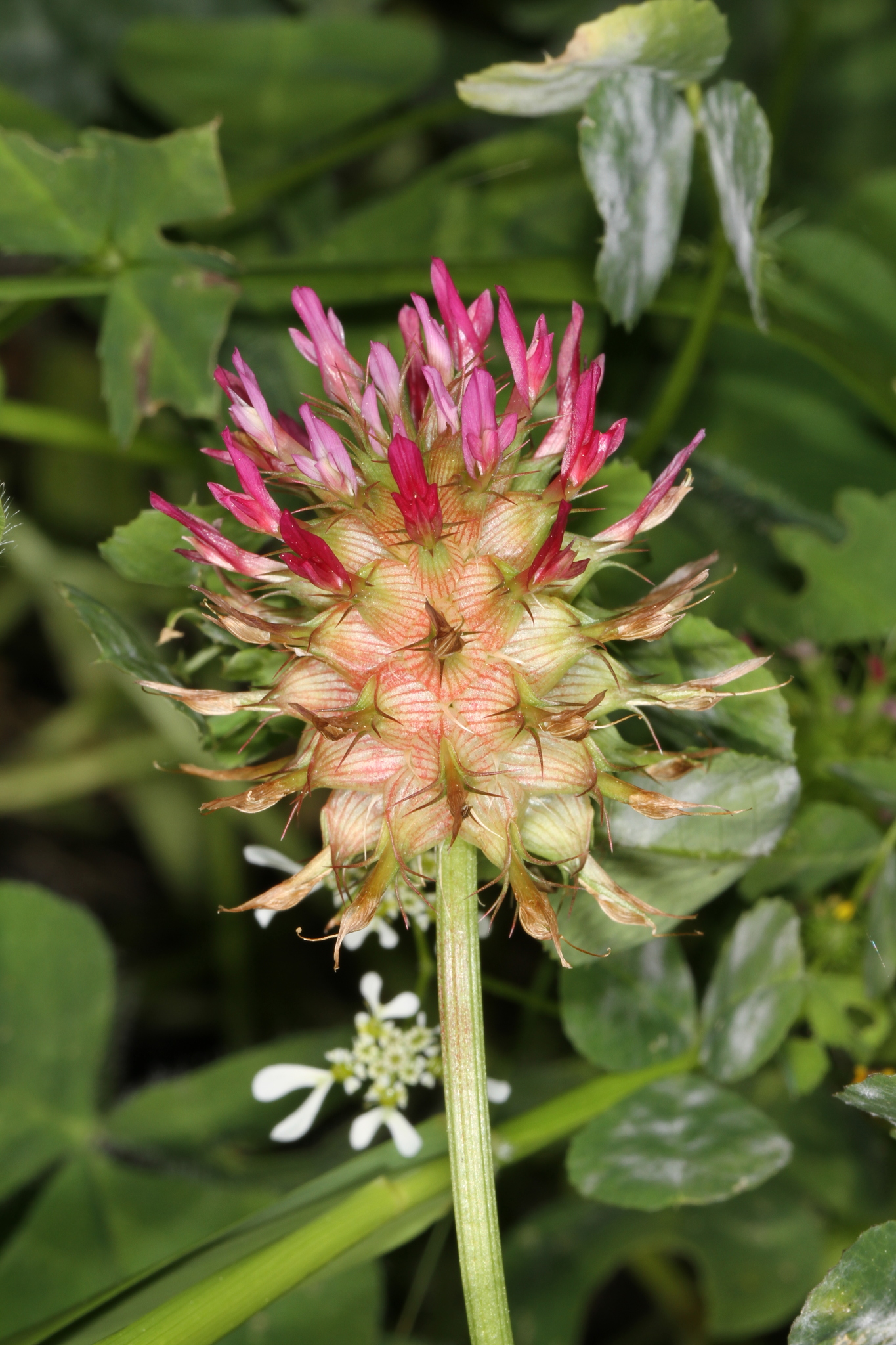 Trifolium spumosum