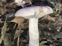 Fungi
