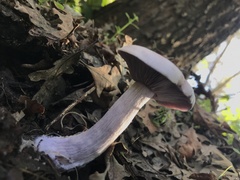 Fungi