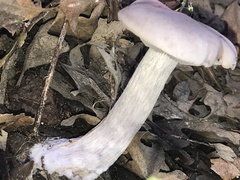 Fungi