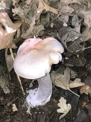 Fungi