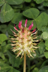 Trifolium spumosum
