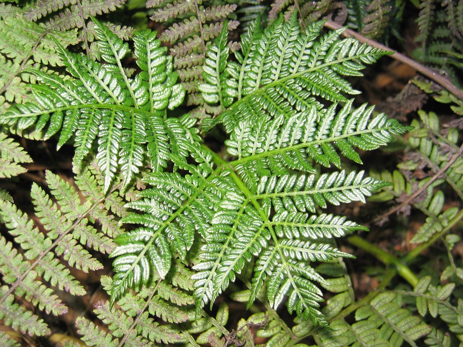 Marattia douglasii