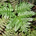 Hawaii Potato Fern - Photo (c) Andy Murdock, some rights reserved (CC BY-NC), uploaded by Andy Murdock