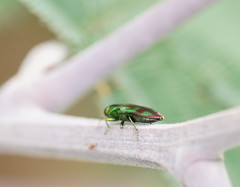 Melobasis purpurascens