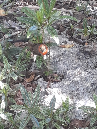 Mauritius Fody (Foudia rubra), photo 8