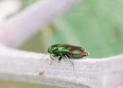 Melobasis purpurascens