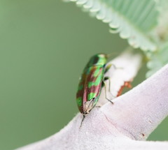 Melobasis purpurascens