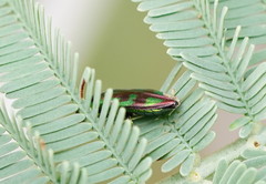 Melobasis purpurascens