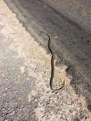 Pseudonaja inframacula