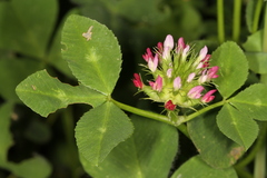 Trifolium spumosum