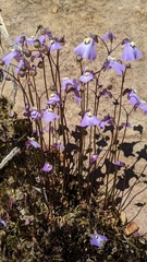 Utricularia grampiana