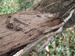 Porcellio monticola