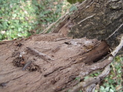 Porcellio monticola