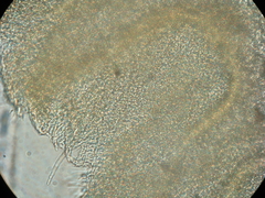 Gloeoporus phlebophorus