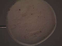 Gloeoporus phlebophorus