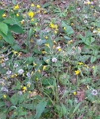 Hieracium sylvularum