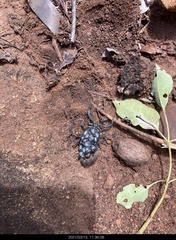 Uroplectes olivaceus