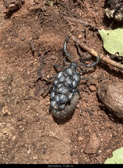 Uroplectes olivaceus